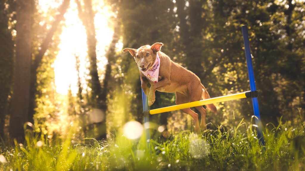 Des activités à faire avec son chien pendant un shooting photo : la solution pour ne pas s’ennuyer