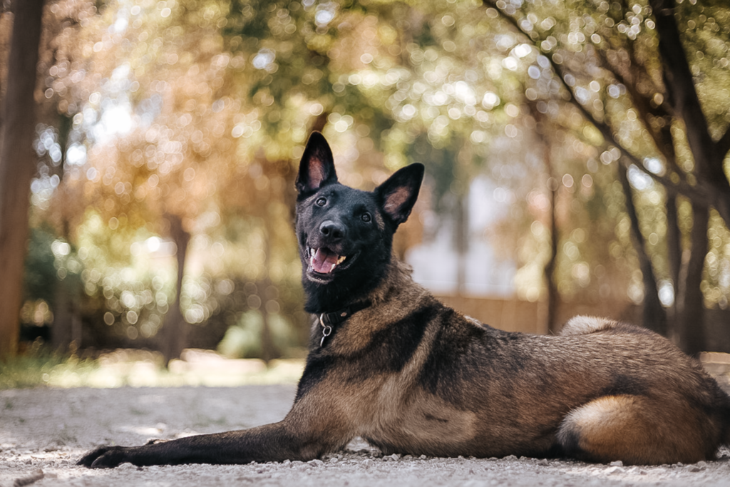 Malinois séance photo