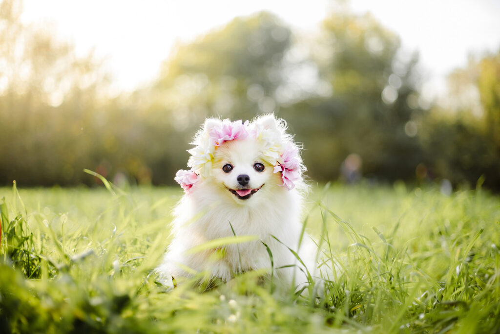 activité pour chien originale