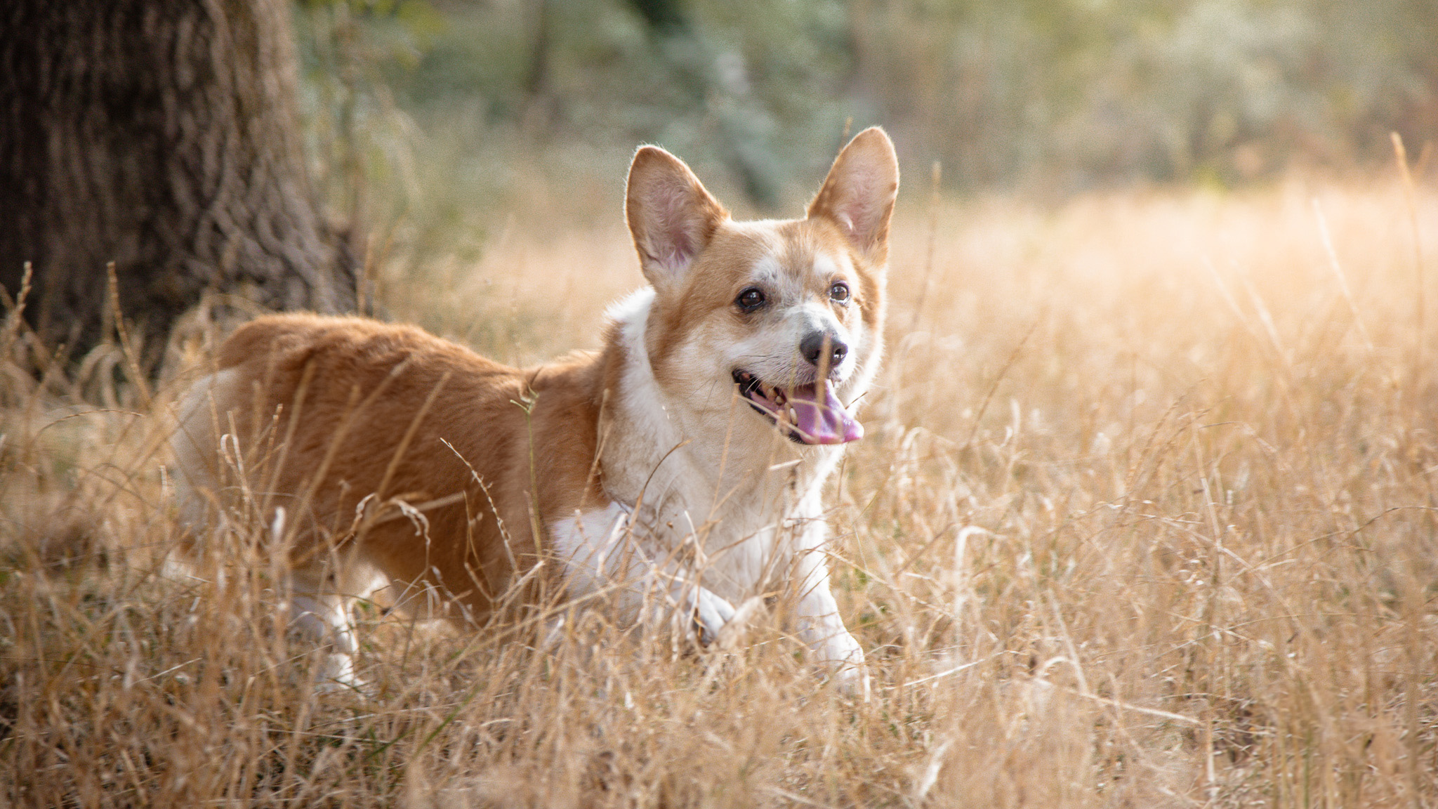 activités pour chiens