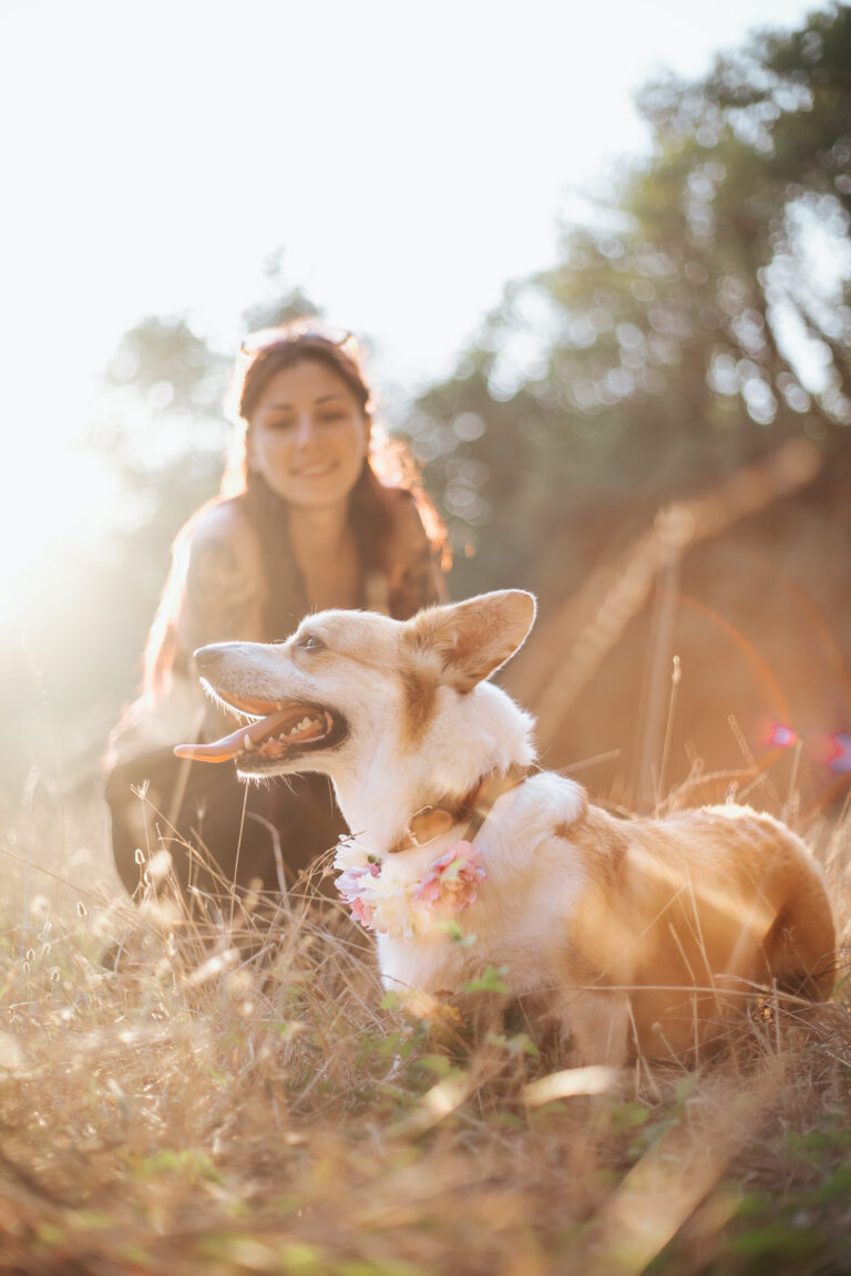 activités pour chiens avec un corgi et sa maîtresse en golden hour