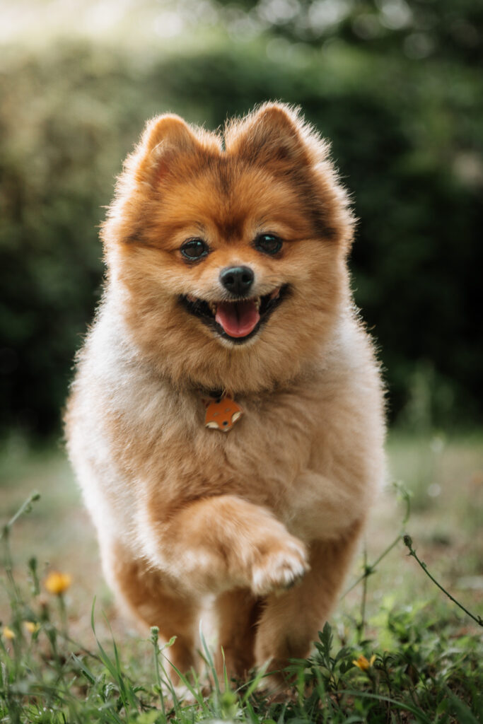 Un spitz nain lors d'un shooting photo avec activités pour chiens