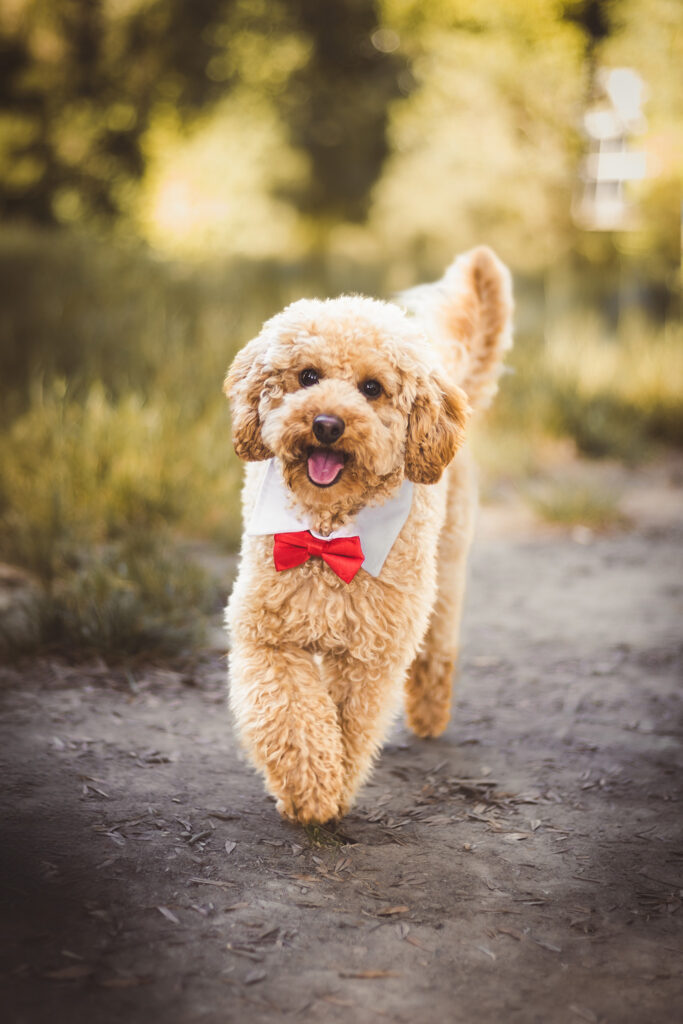 Un caniche toy lors d'un shooting photo avec activités pour chiens