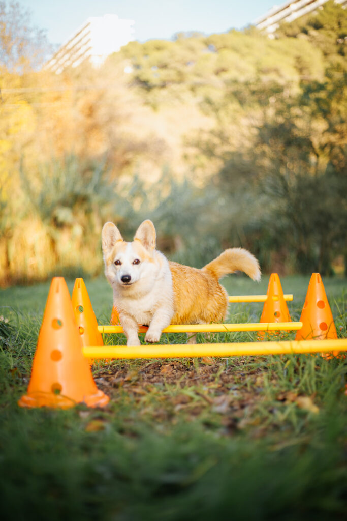 activités pour chiens corgi agility