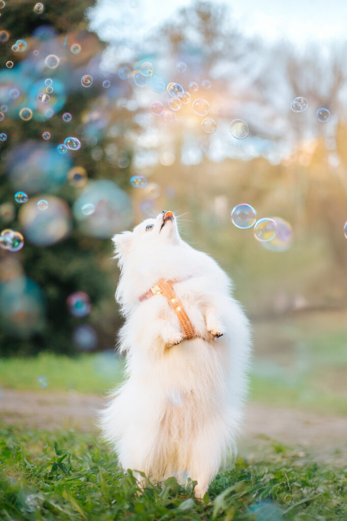 activités pour chiens bulles spitz